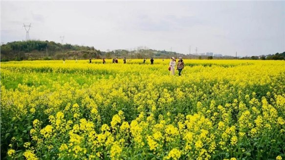 油菜花開(kāi)春意濃，田園風(fēng)光醉人心--火炬安泰組織婦女節(jié)戶(hù)外活動(dòng)